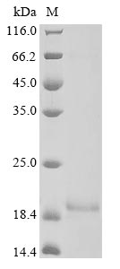 Mouse Agr2 protein