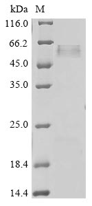 Human DAG1 protein