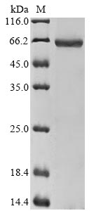 Human DSG3 protein