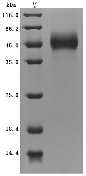 Mouse Gfral protein