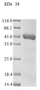Human CPD protein