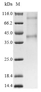 Human OPN3 protein