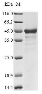 Human PBK protein