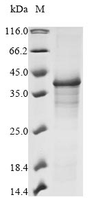 Varicella-zoster virus Envelope glycoprotein H protein