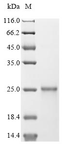 Varicella-zoster virus Envelope glycoprotein L(gL) protein