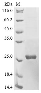 Human IL10RA protein