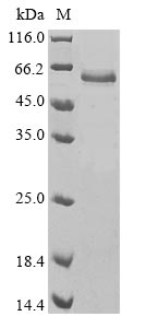Human PLAT protein