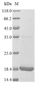 Griffithsia sp. Griffithsin protein