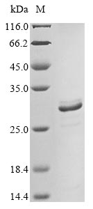 Human AMELX protein