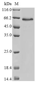 Human PLAT protein