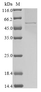 Human coronavirus 229E Nucleo protein