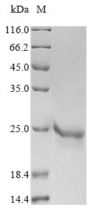 Varicella-zoster virus Envelope glycoprotein protein