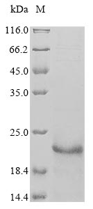 UBC10 protein