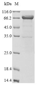 Human ELANE protein (Biotin)