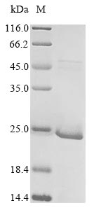 SIZ1 protein