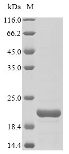 Griffithsia sp. Griffithsin protein