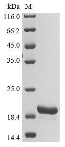 Griffithsia sp. Griffithsin protein
