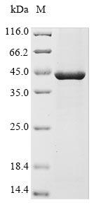 Varicella-zoster virus Envelope glycoprotein H protein