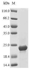VACWR150 protein
