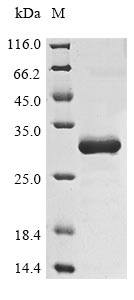 Viscum album Chitin-binding lectin protein