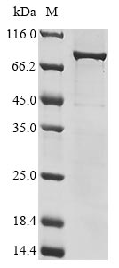 rhinovirus A serotype 89 Genome poly protein