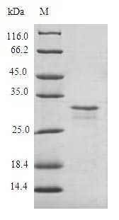 Human ADTRP protein