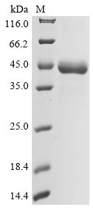 env protein