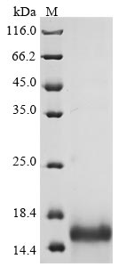 Viscum album Chitin-binding lectin protein