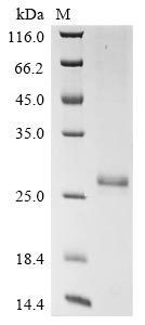 Human KCNH8 protein