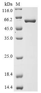 Mouse Nampt protein