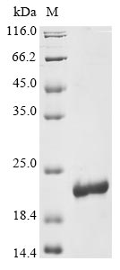 Human CYTL1 protein