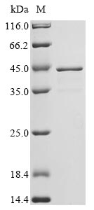 Enterobacteria phage T4 Single-stranded DNA-binding protein