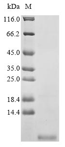 psmA3 protein