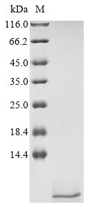 psmA4 protein