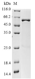 polA protein