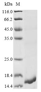 Reptile Naja atra Cytotoxin 2 protein