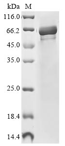 Mouse Nampt protein