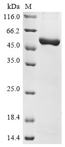 Mouse Nampt protein