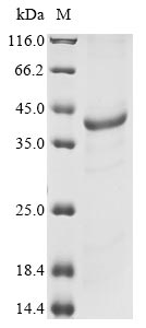 Mouse Ifih1 protein