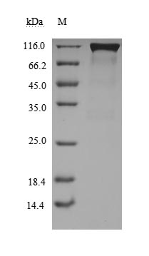 ACE2 protein