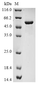 Mouse Nampt protein