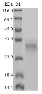 Human CTHRC1 protein