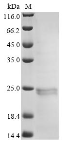 EPO protein