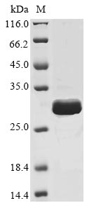 Mouse Sost protein
