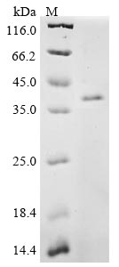Mouse Ccn1 protein