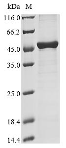 Human HLA-A protein