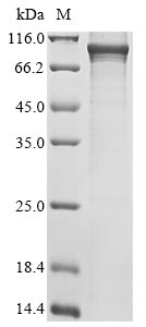 Rat Pde1c protein