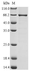 Human FTO protein