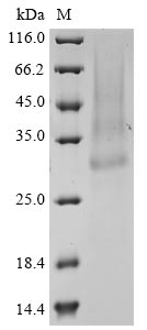 EPO protein