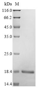 Human ISG15 protein